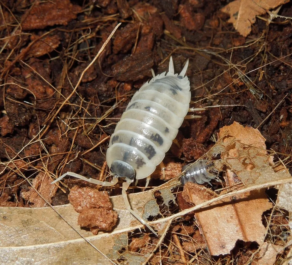 21315 isopod species variety