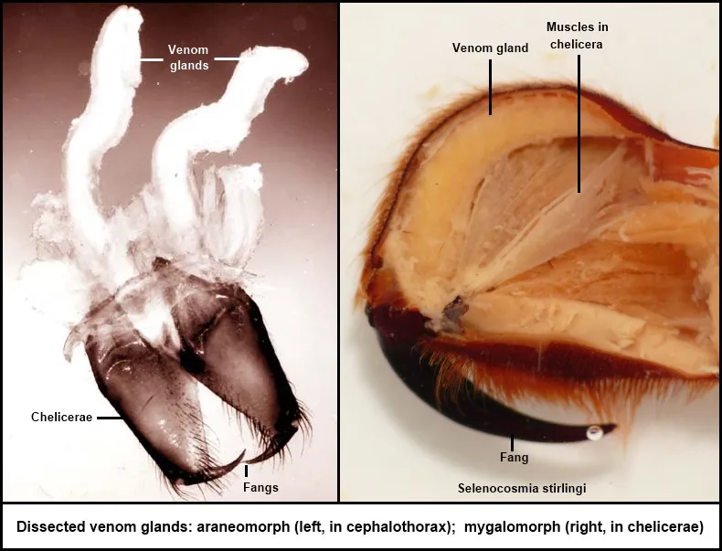 21316 tarantula bite treatment