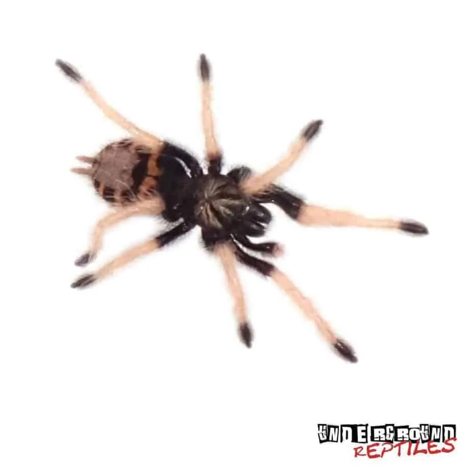 21317 blue tarantula size comparison