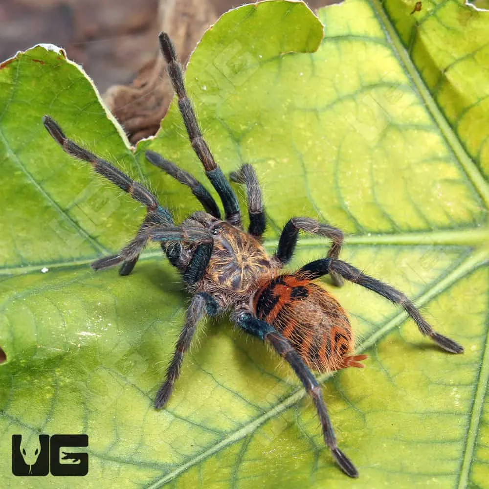 21317 tarantula eating
