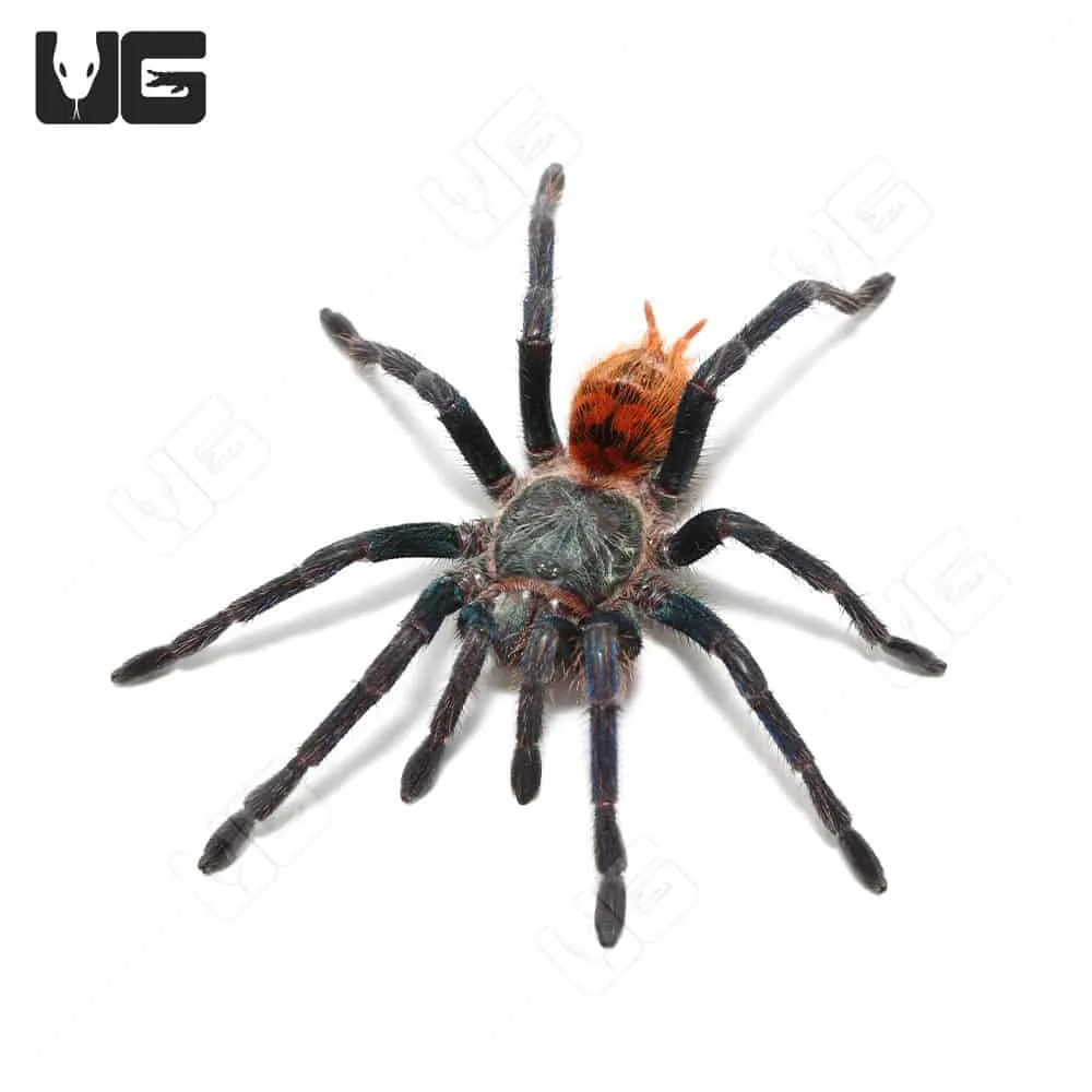 21317 tarantula handling tools