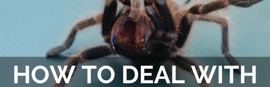 /img/21318-handling-tarantula.webp