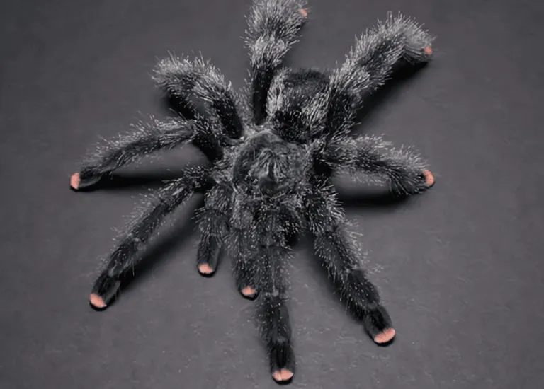 /img/21320-tarantula-molting.webp