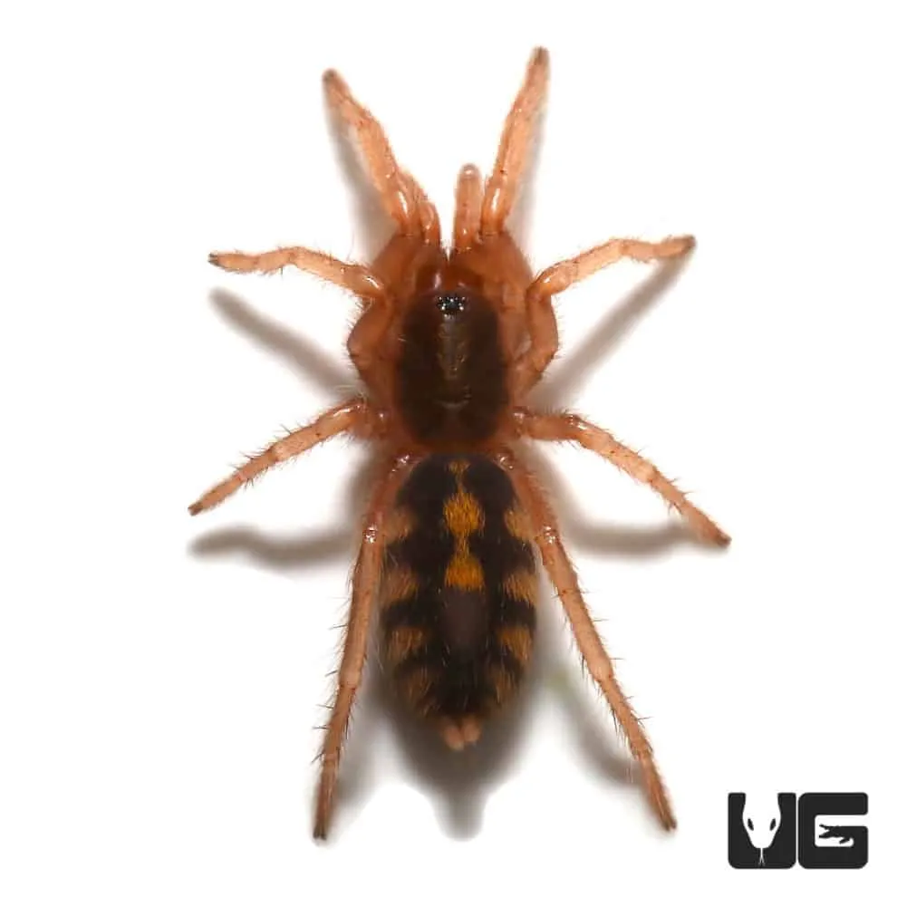 21321 tarantula behavior