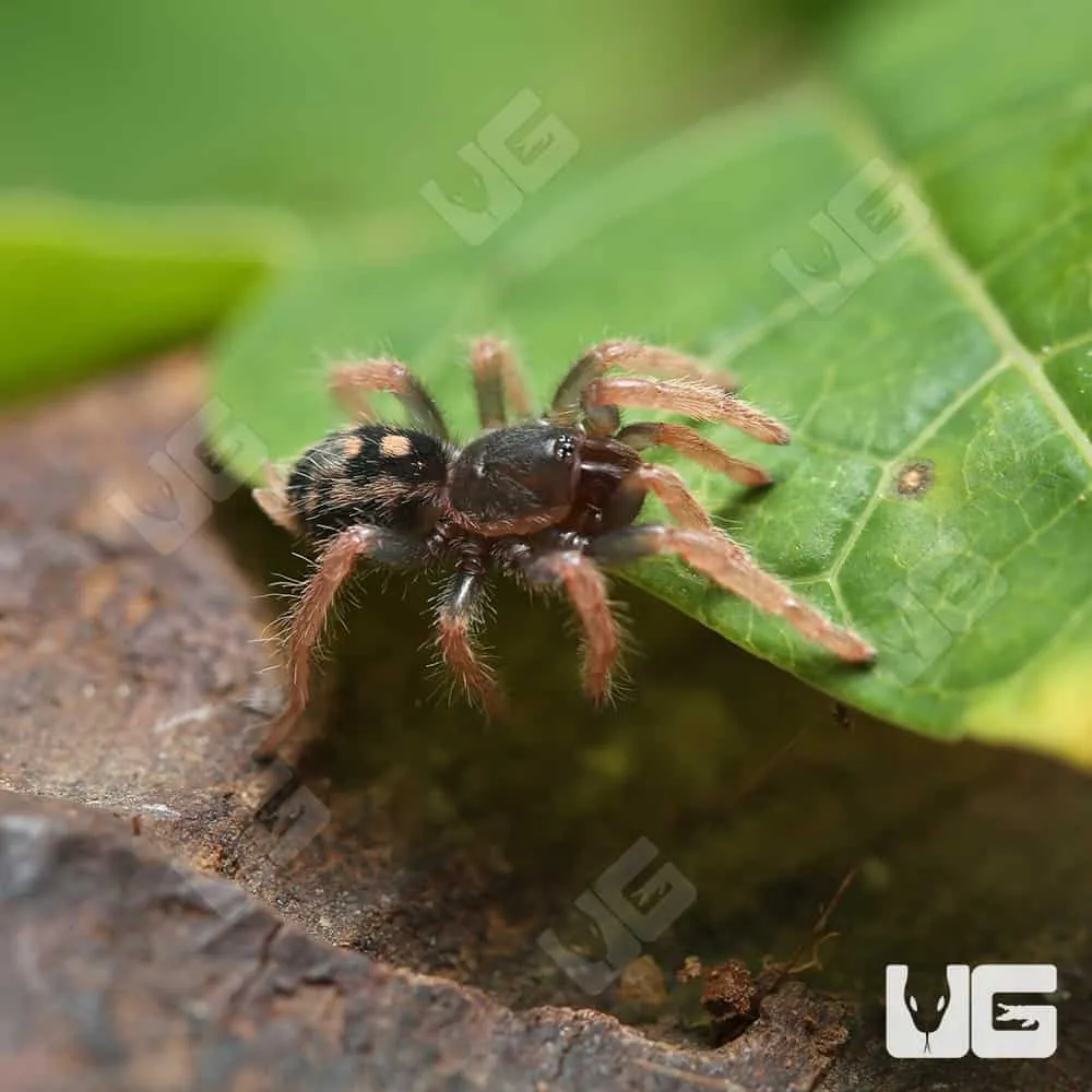 21321 tarantula conservation
