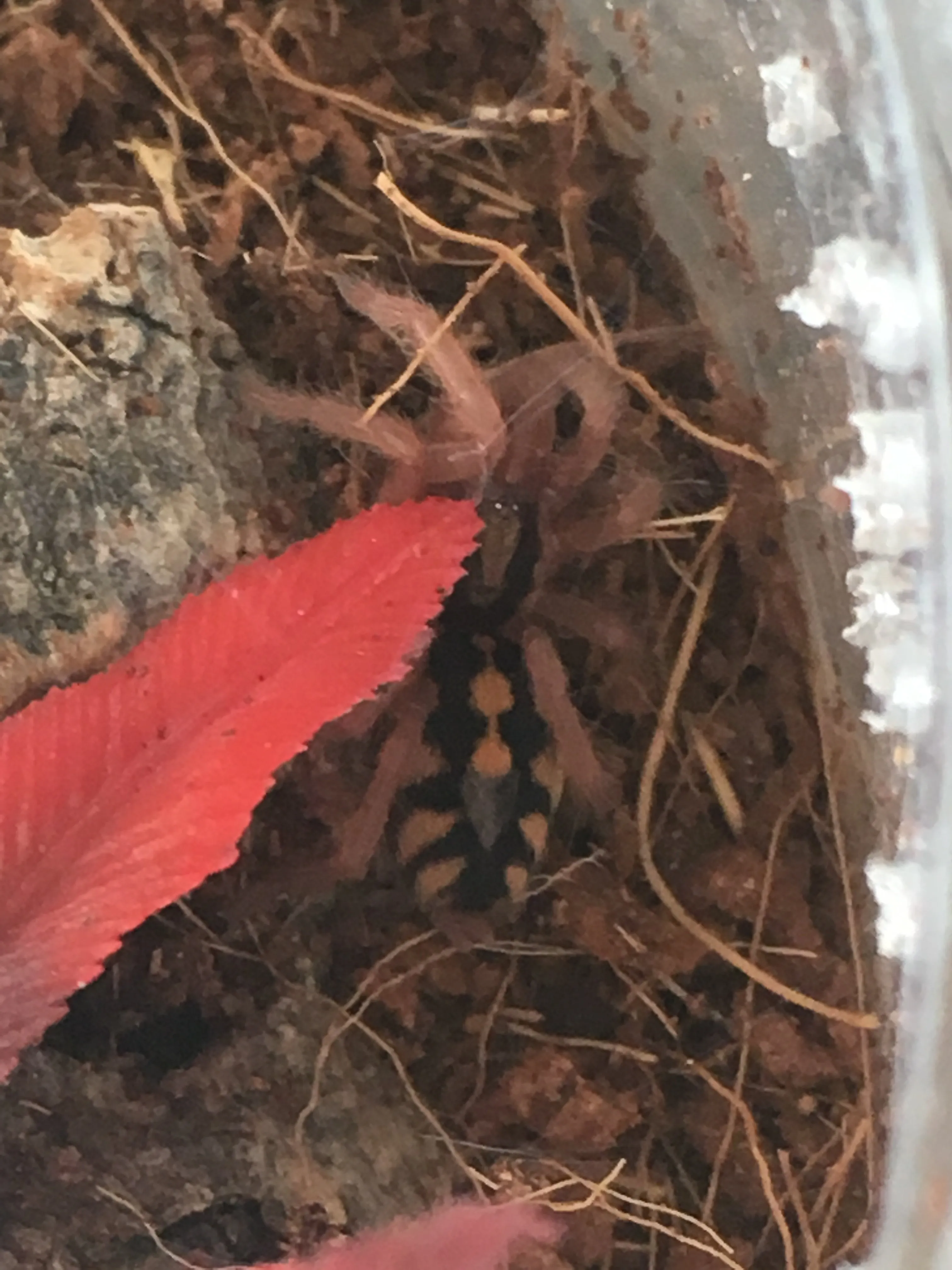 /img/21321-tarantula-facts.webp