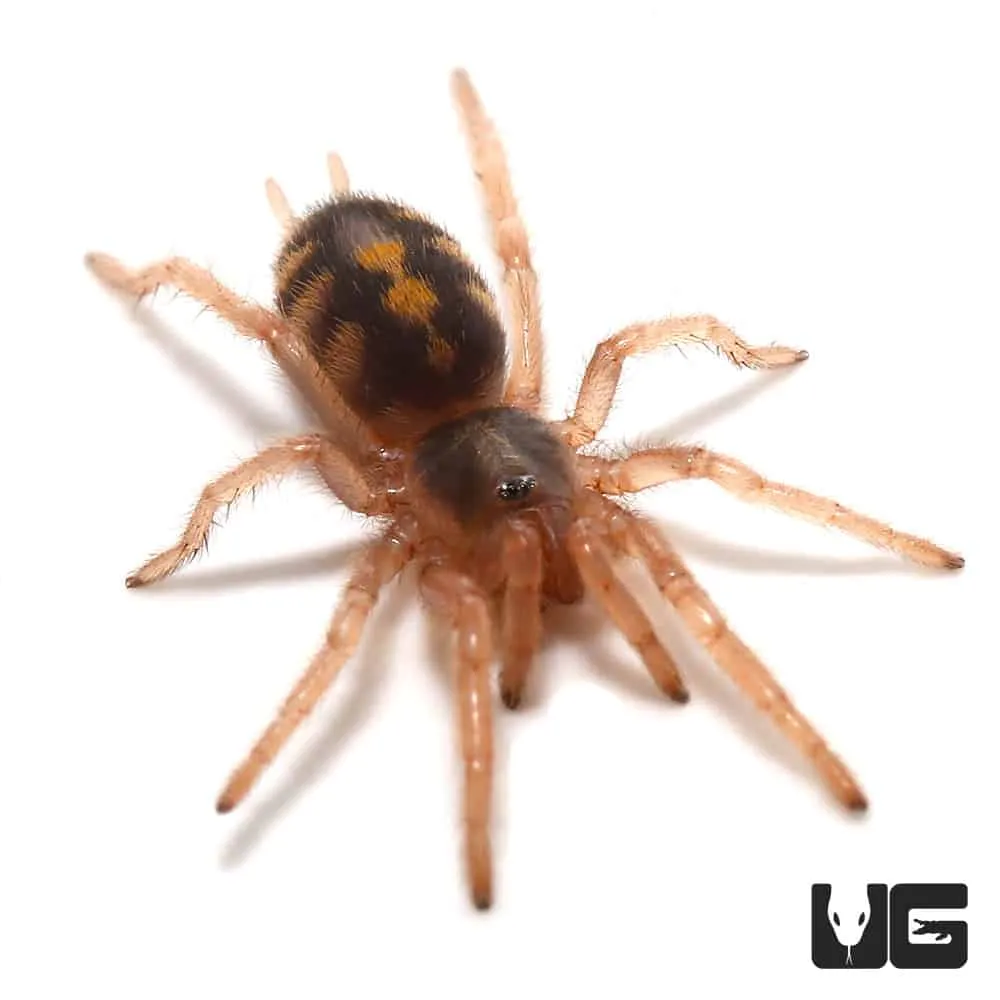 21321 tarantula feeding