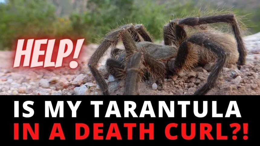 21322 sick tarantula