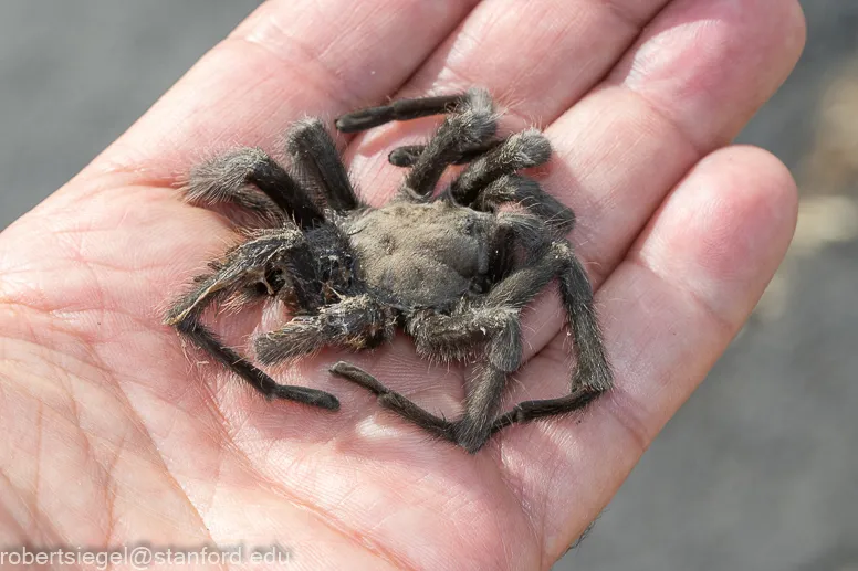 21322 tarantula freezing