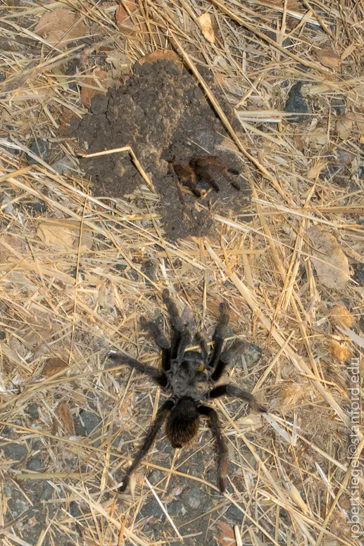 21322 tarantula molting