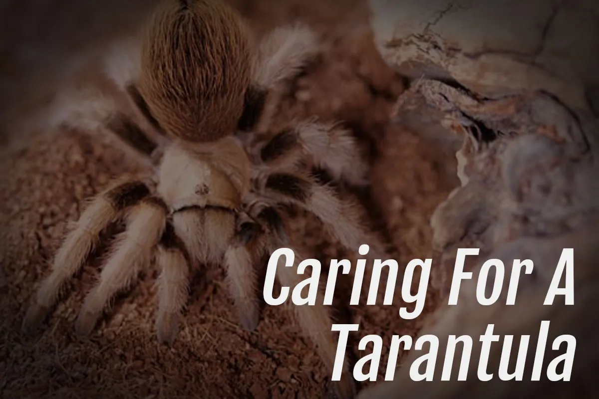 /img/21322-veterinarian-tarantula.webp