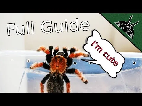 21323 tarantula minion price comparison