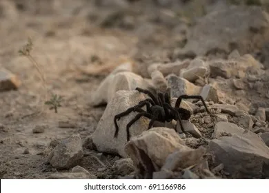 21325 california black tarantula burrow