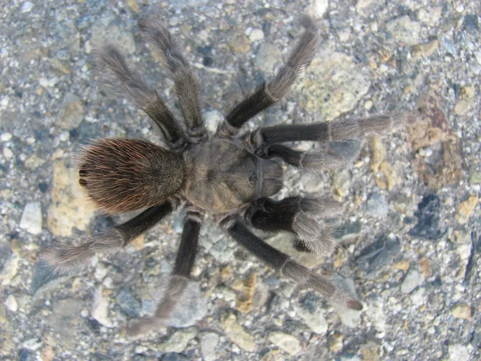 21325 california black tarantula conservation