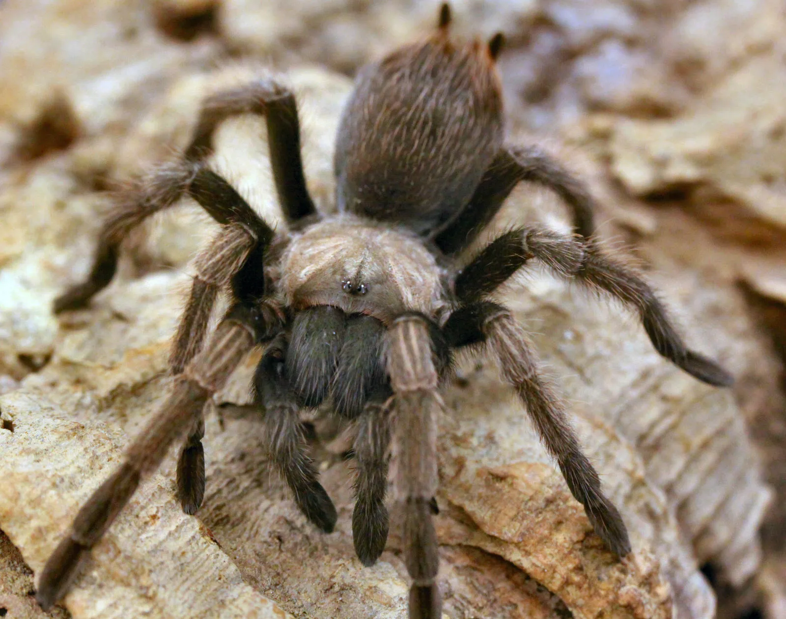 21325 california black tarantula mating
