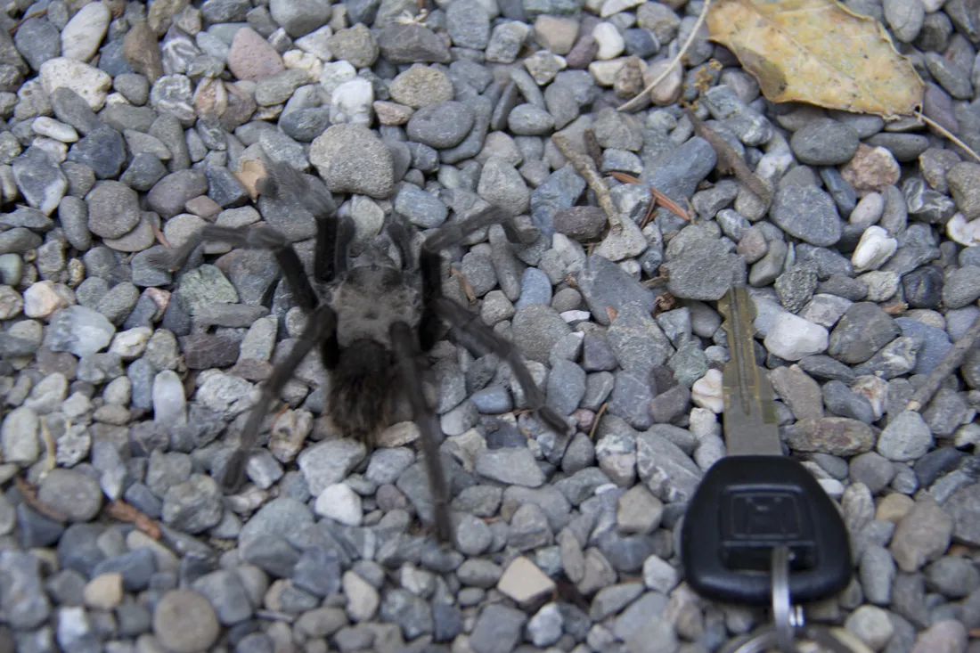 /img/21325-california-black-tarantula-predators.webp