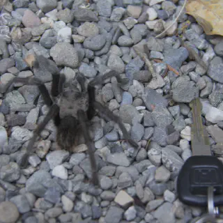 /img/21325-california-black-tarantula-predators.webp
