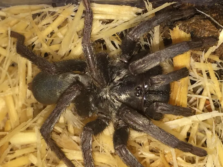 21325 california black tarantula size