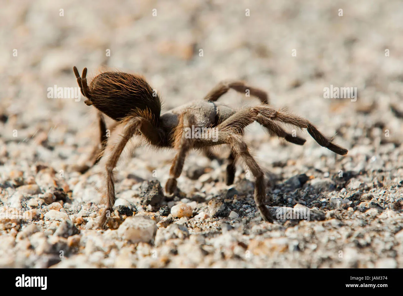 21325 california black tarantula venom