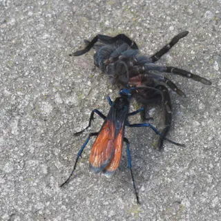 /img/21326-tarantula-hawk-wasp-benefits.webp