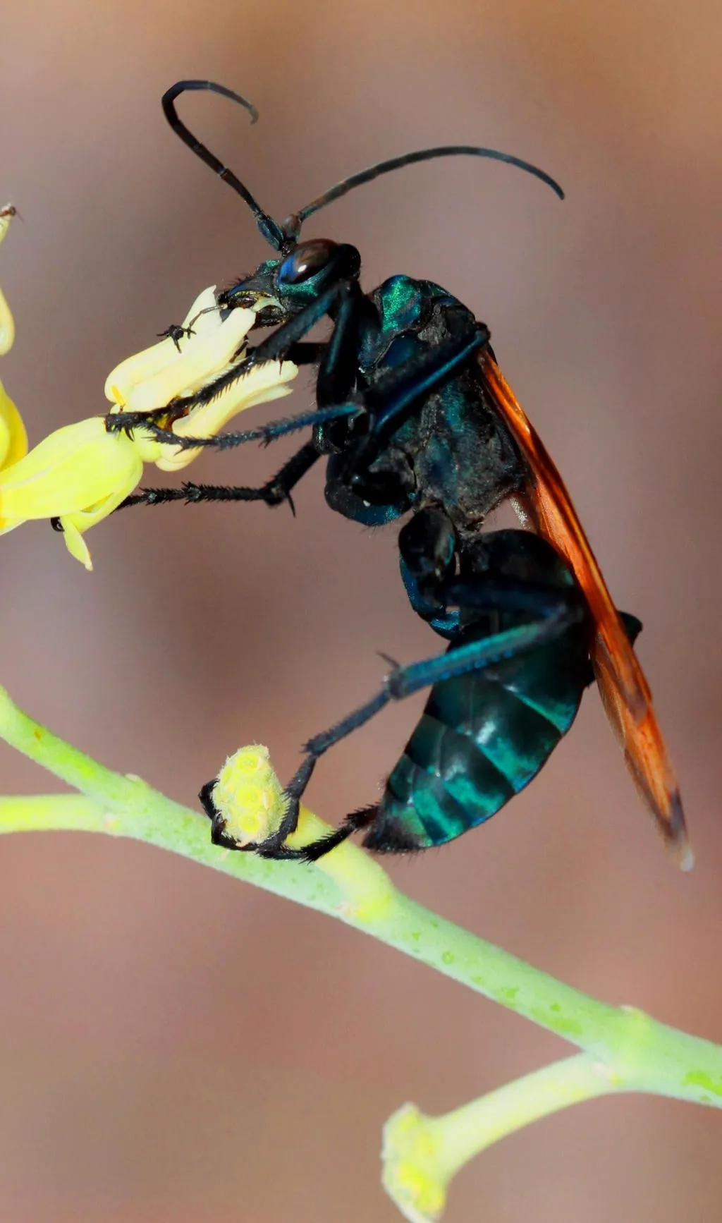 21326 tarantula hawk wasp life cycle