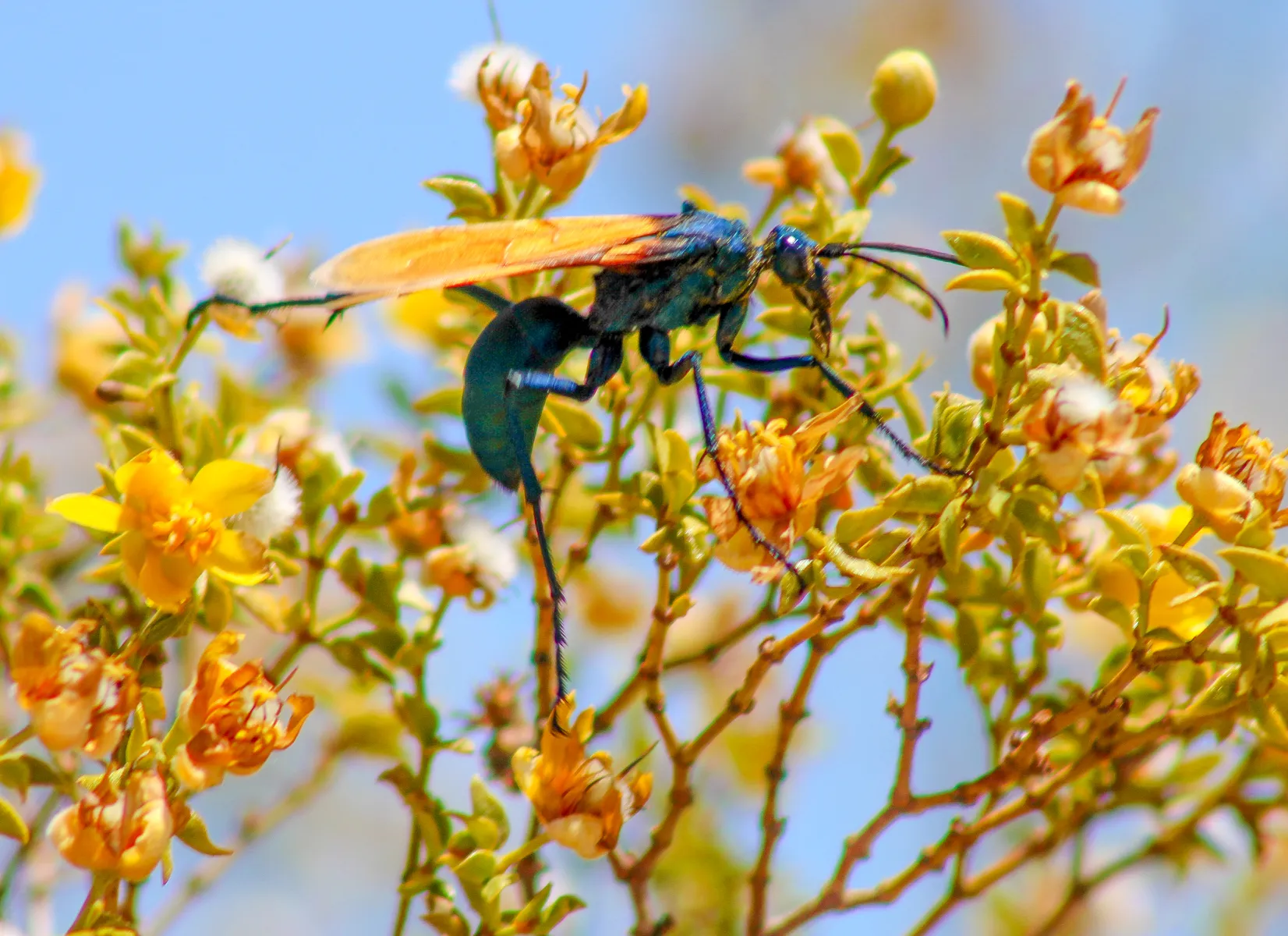 21326 tarantula hawk wasp warning