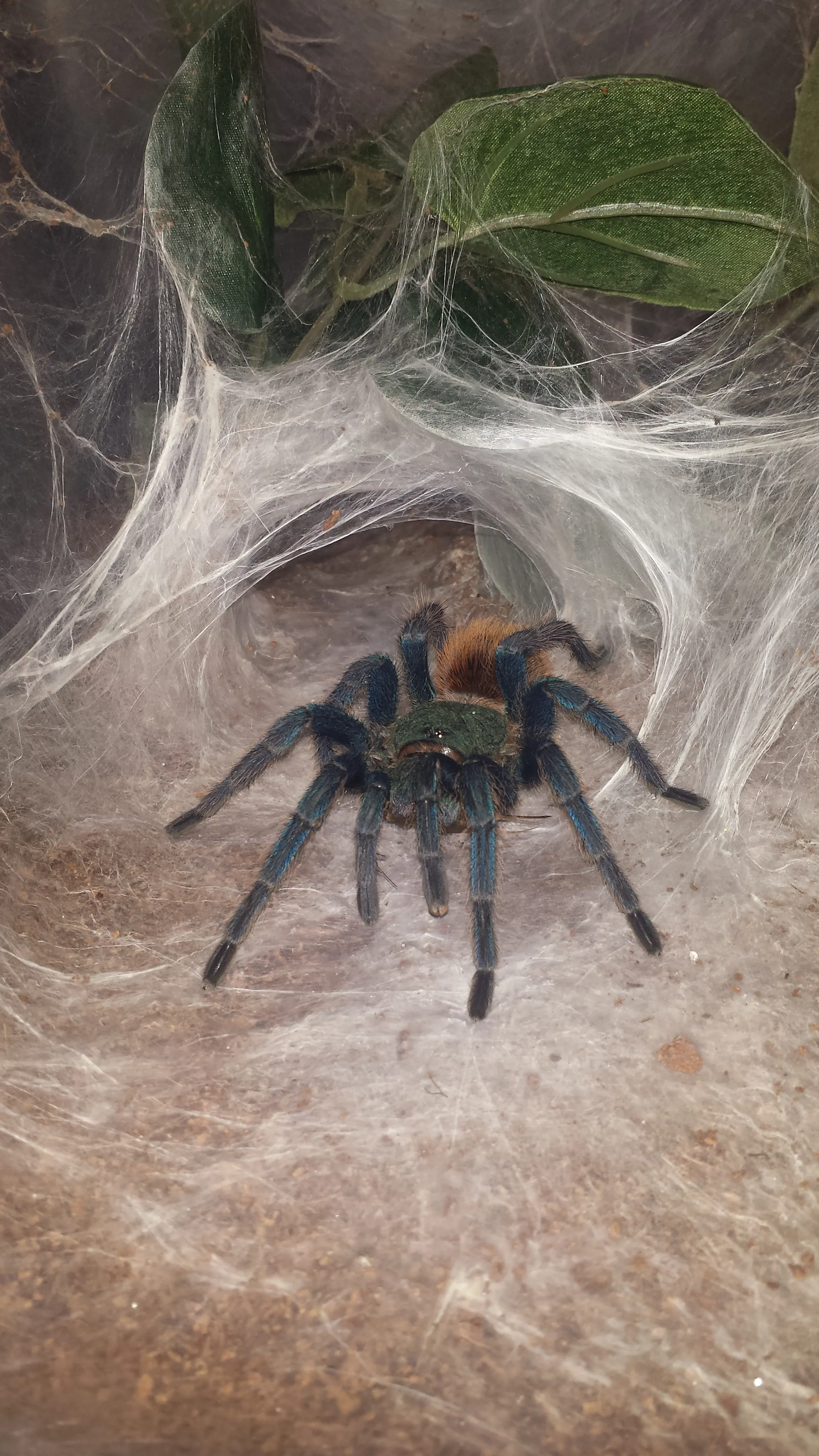 21328 orange fluff tarantula climbing