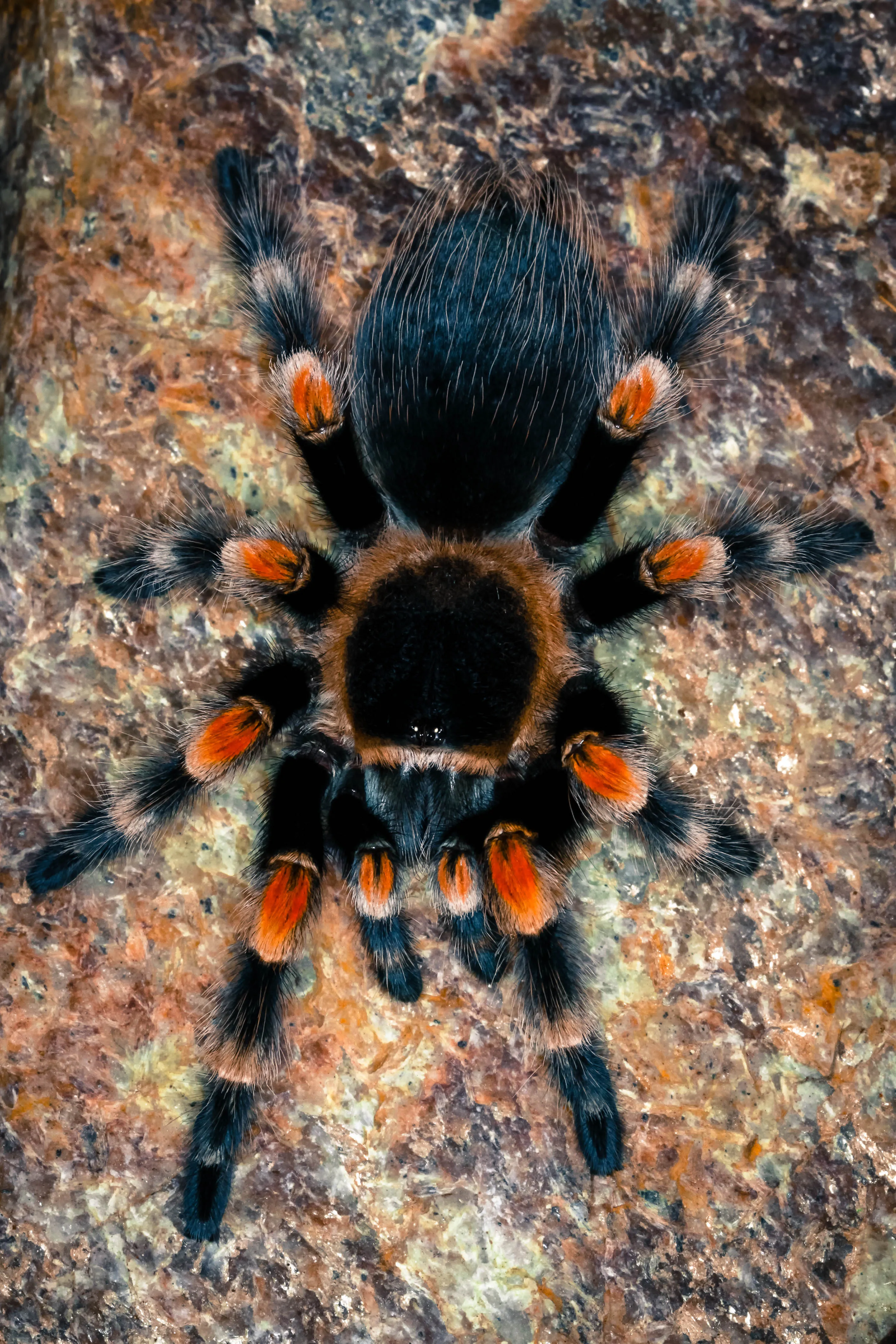 21328 orange fluff tarantula close up