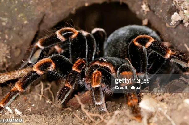 21328 orange fluff tarantula feeding