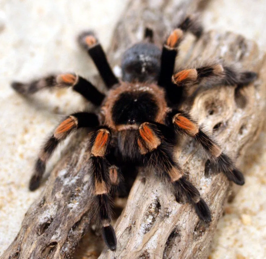 21328 orange fluff tarantula molting