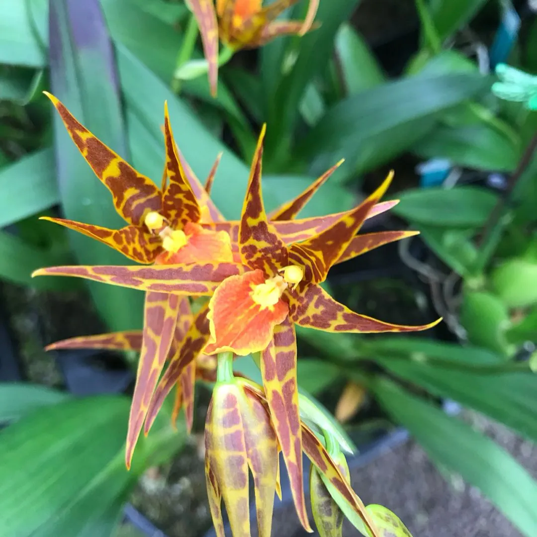 21328 orange fluff tarantula overview