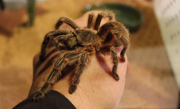 /img/21328-orange-fluff-tarantula-venom.webp