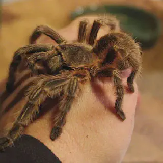 /img/21328-orange-fluff-tarantula-venom.webp