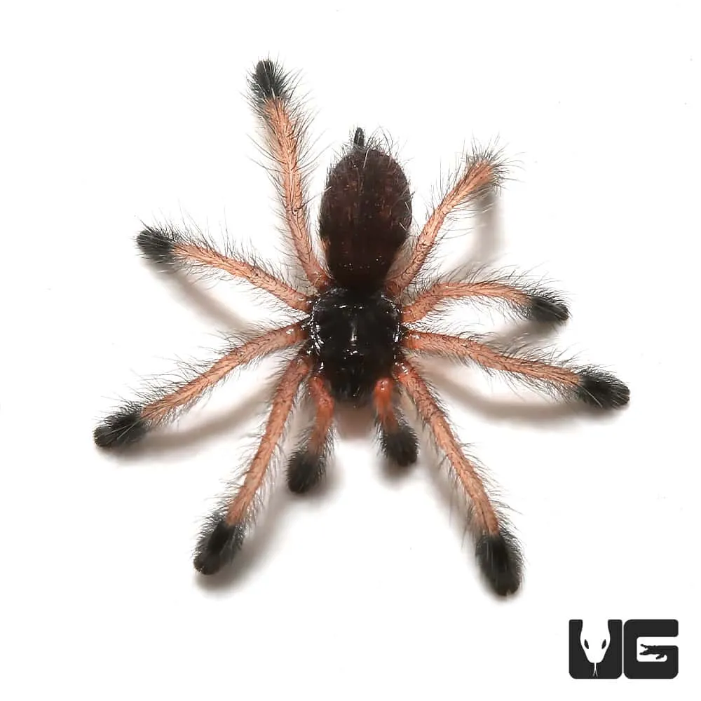 21329 pinktoe tarantula choosing