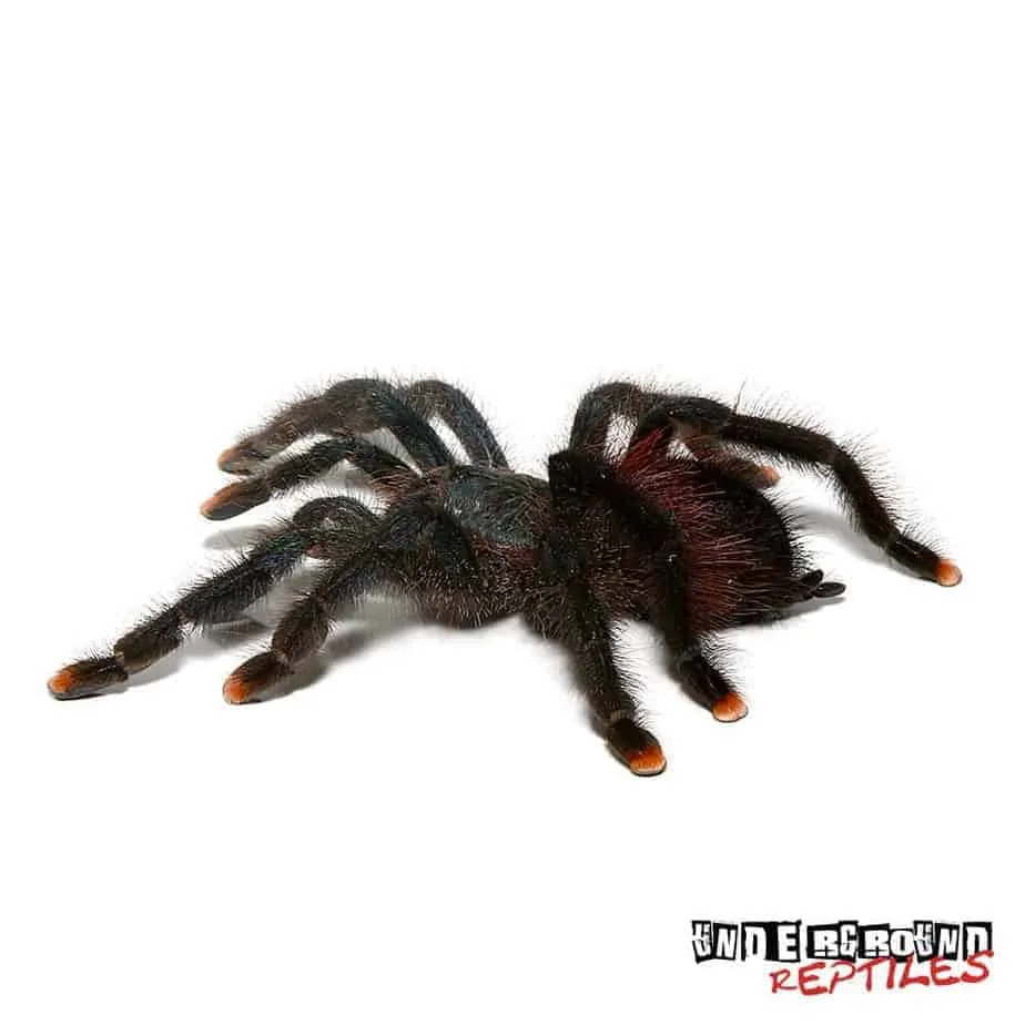 21329 pinktoe tarantula handling