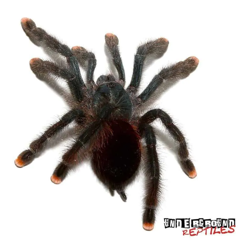 21329 pinktoe tarantula water