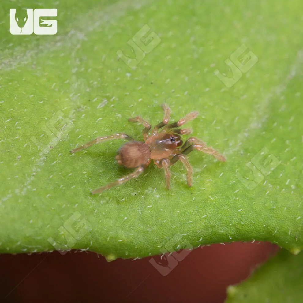 21331 trinidad dwarf tiger tarantula feeding