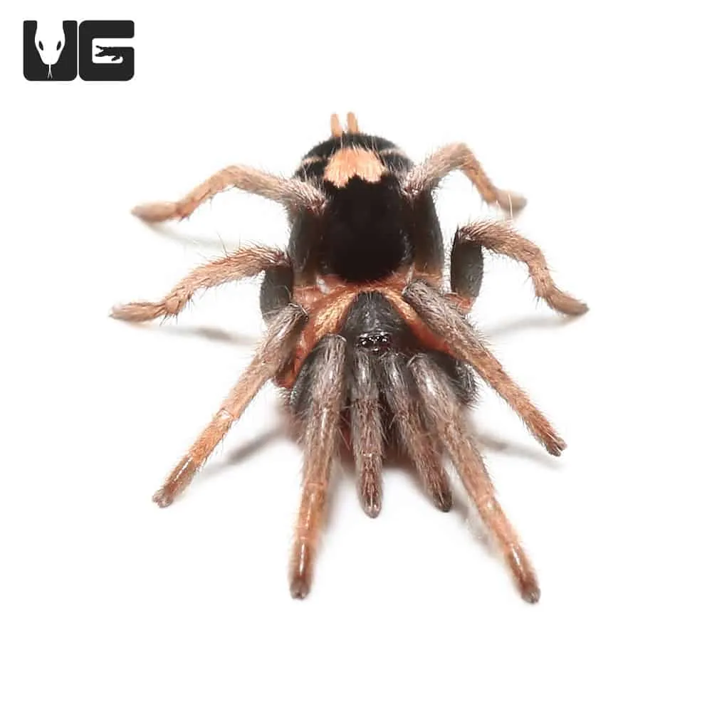 21331 trinidad dwarf tiger tarantula handling