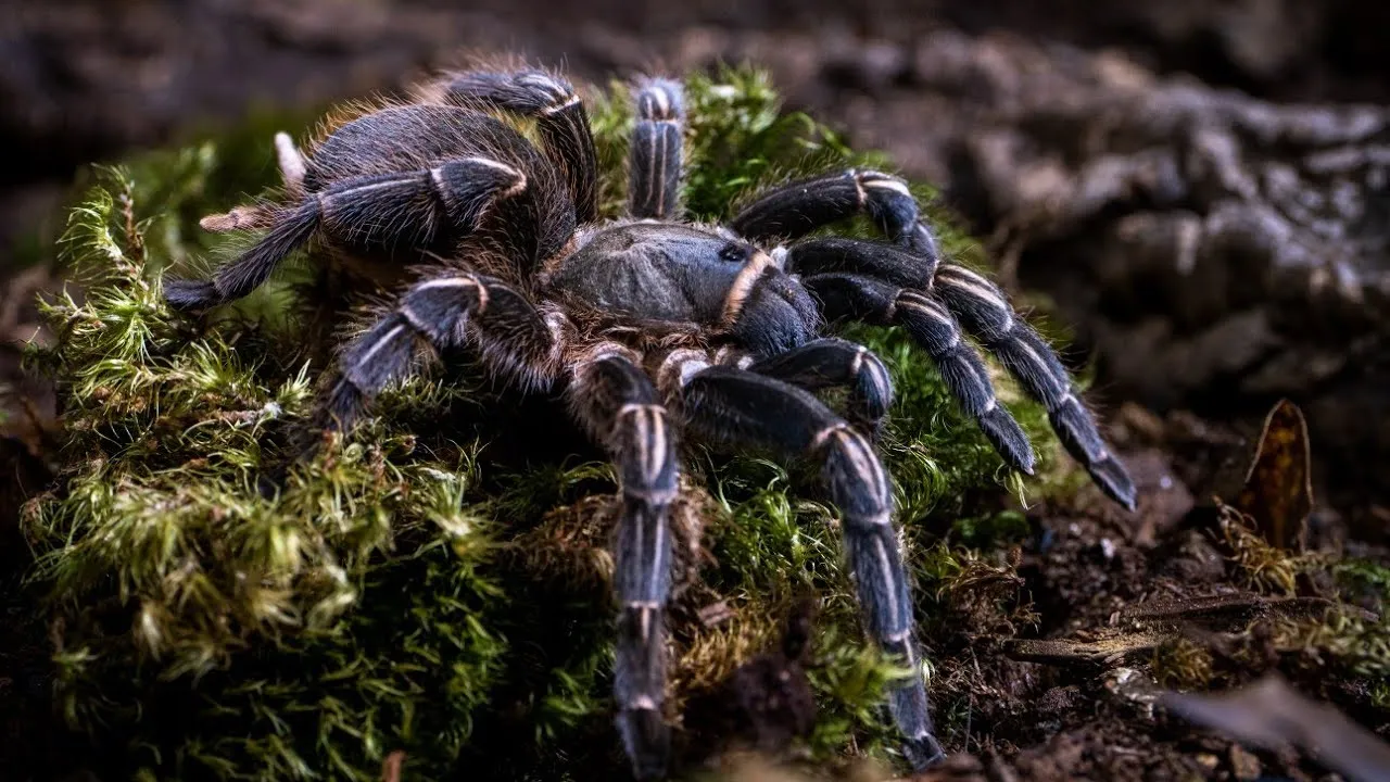 /img/21333-costa-rican-stripe-knee-tarantula-breeding.webp