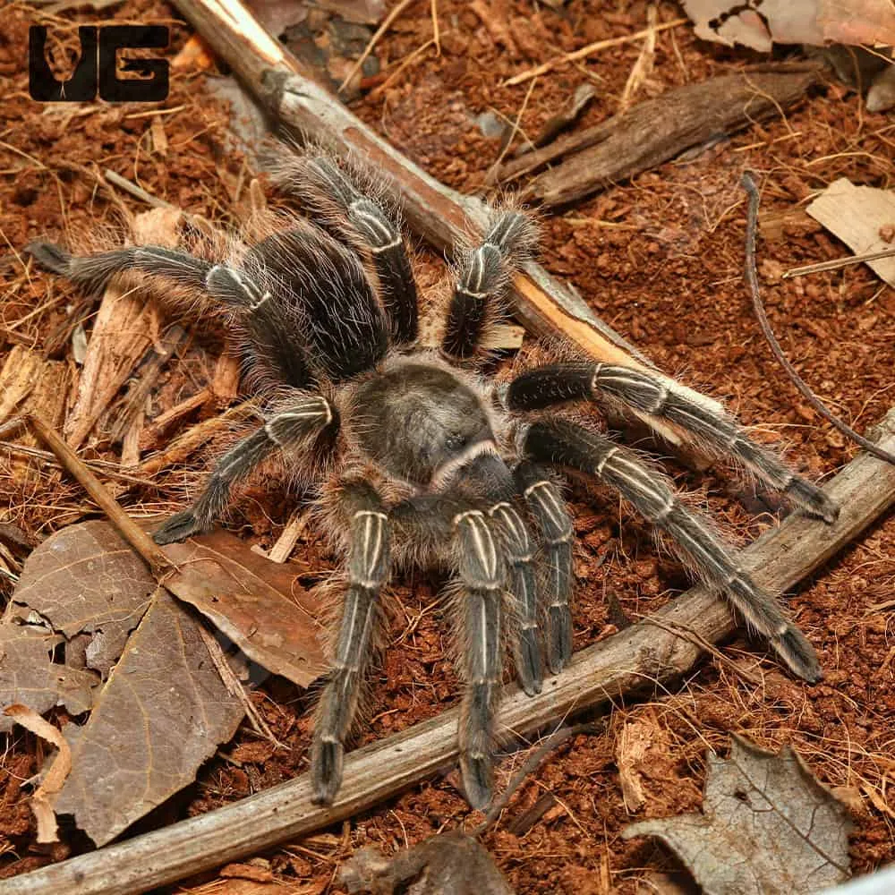21333 costa rican stripe knee tarantula handling