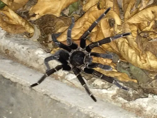 21333 costa rican stripe knee tarantula molting