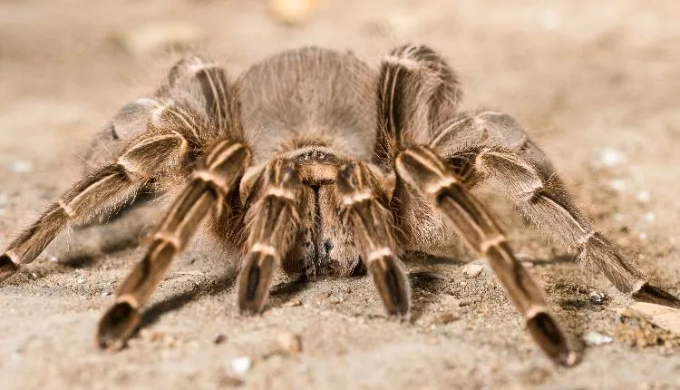 21333 costa rican stripe knee tarantula overview