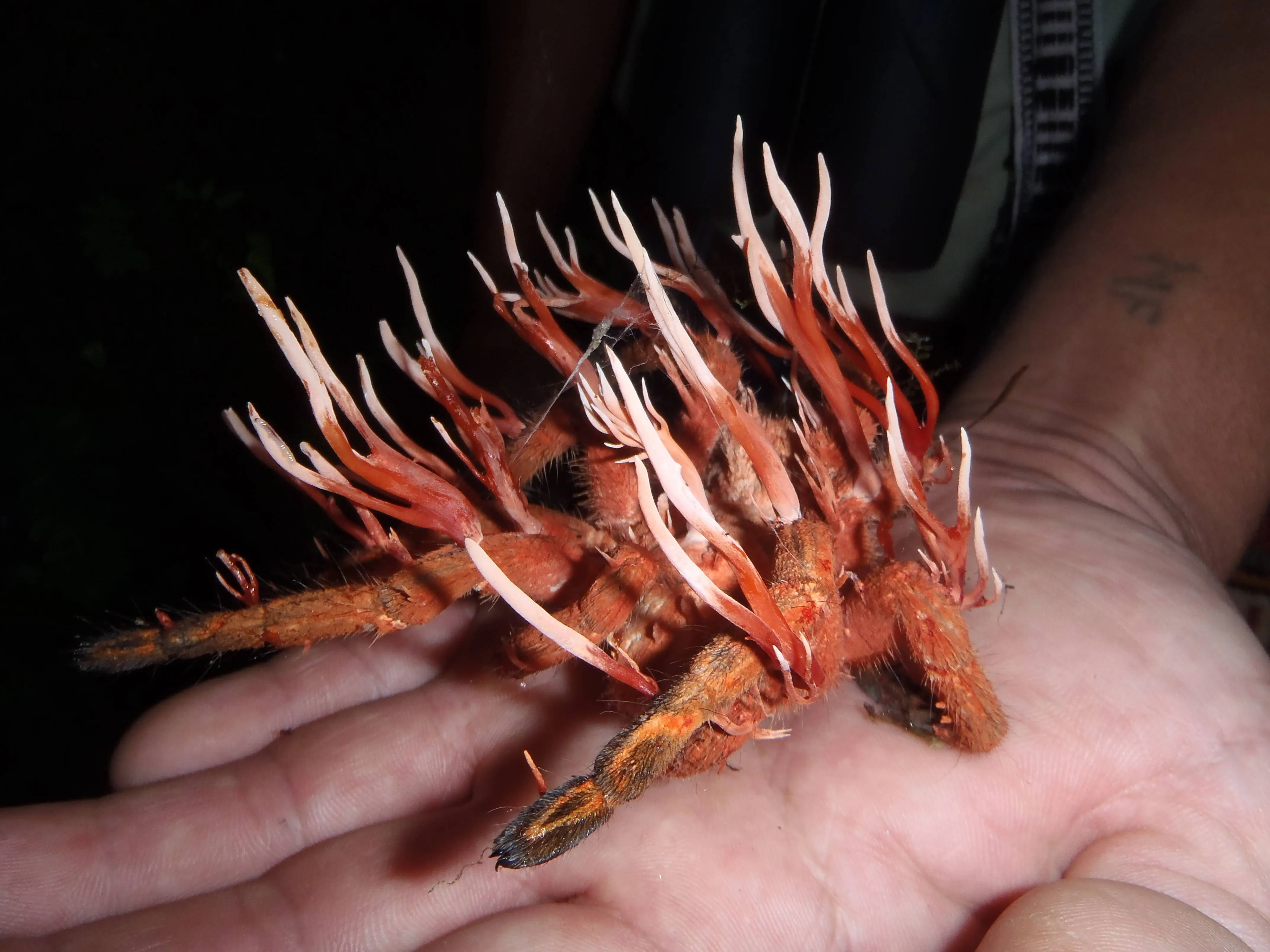 21334 cordyceps infecting tarantula