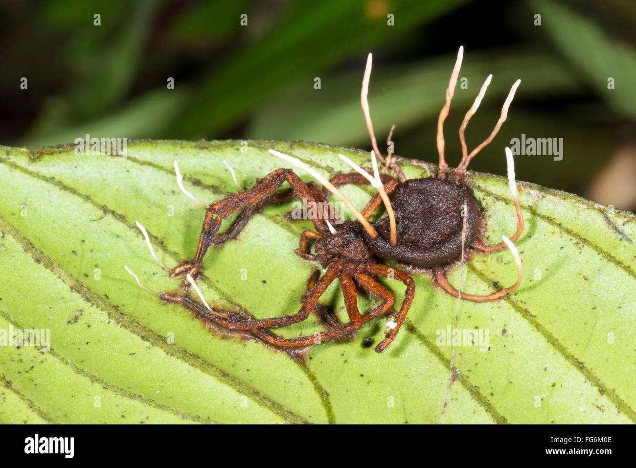 21334 cordyceps lifecycle