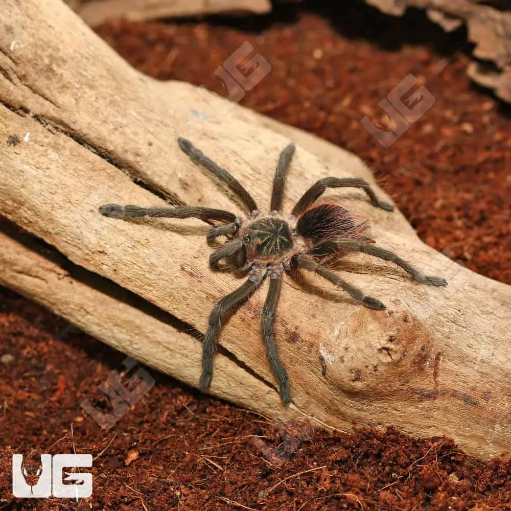 21336 colombian giant copperhead tarantula enclosure