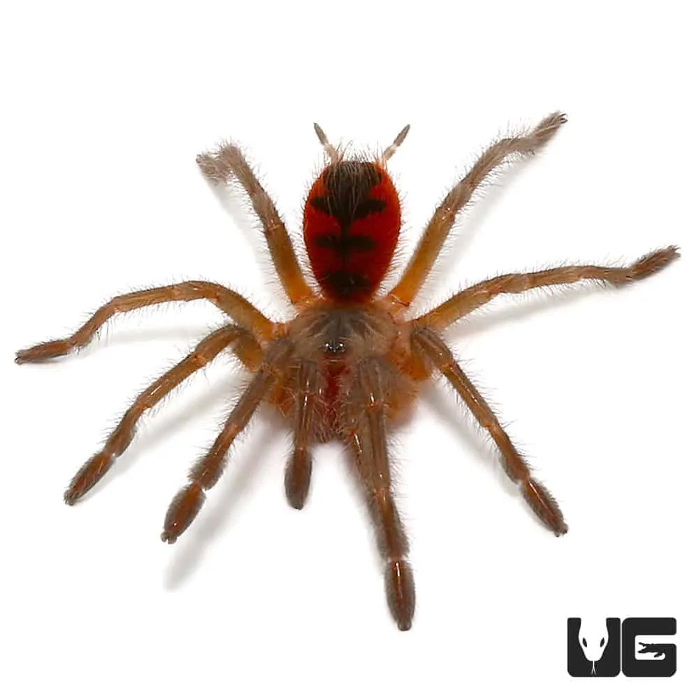 21336 colombian giant copperhead tarantula feeding