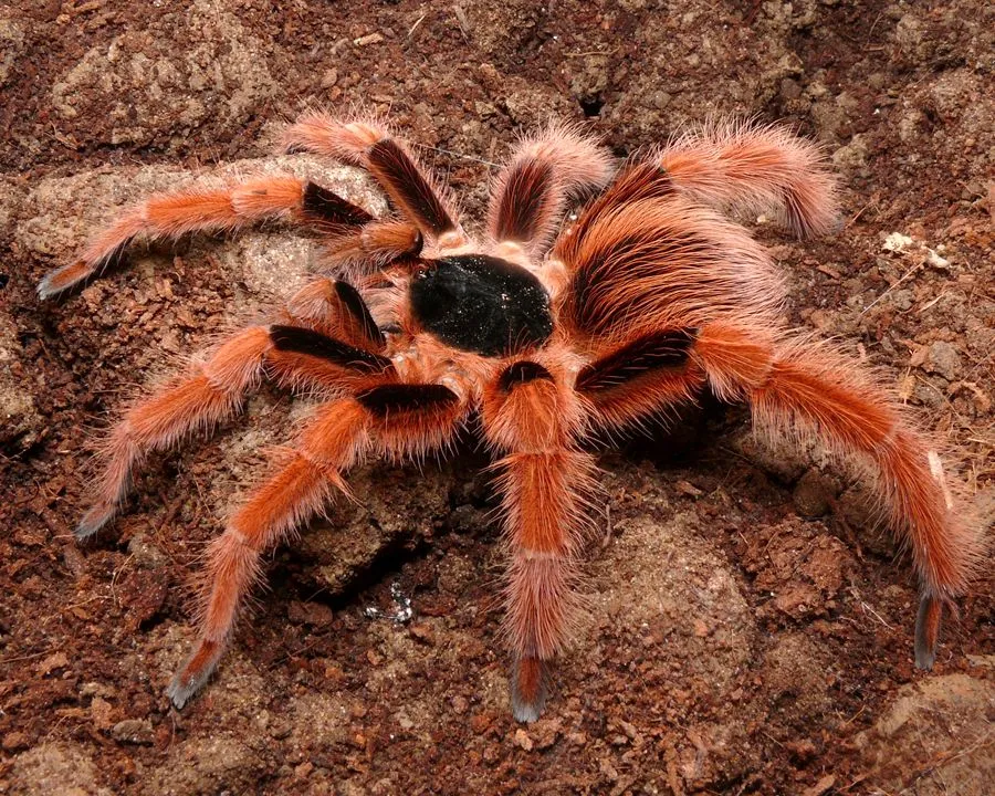 21336 colombian giant copperhead tarantula habitat