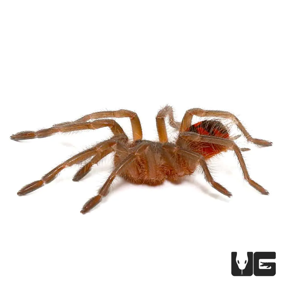 21336 colombian giant copperhead tarantula handling