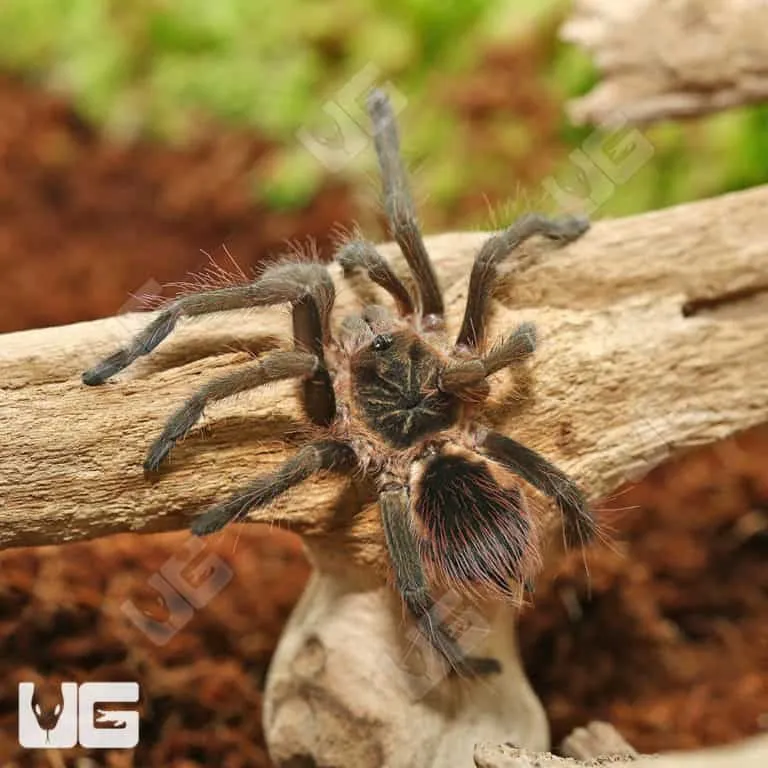 21336 colombian giant copperhead tarantula shedding