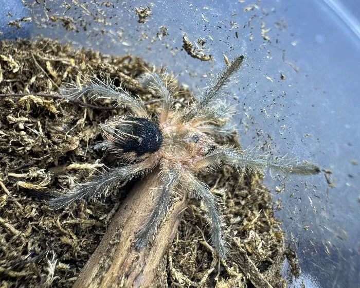 /img/21336-colombian-giant-copperhead-tarantula-substrate.webp